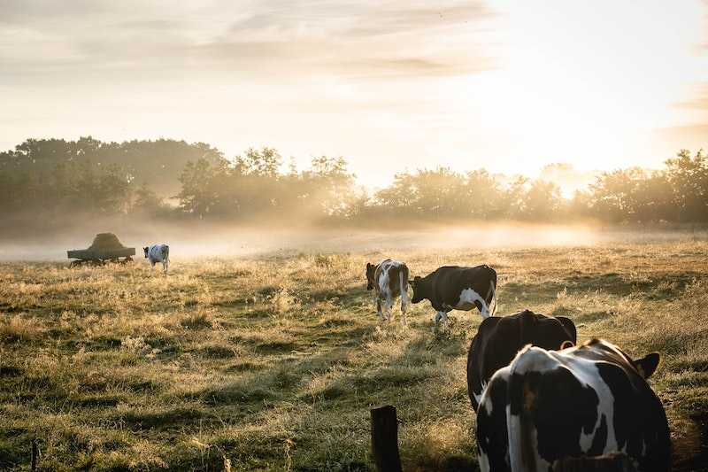 stocking a healthy kitchen with local food