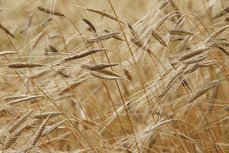 stocking a healthy kitchen with grains